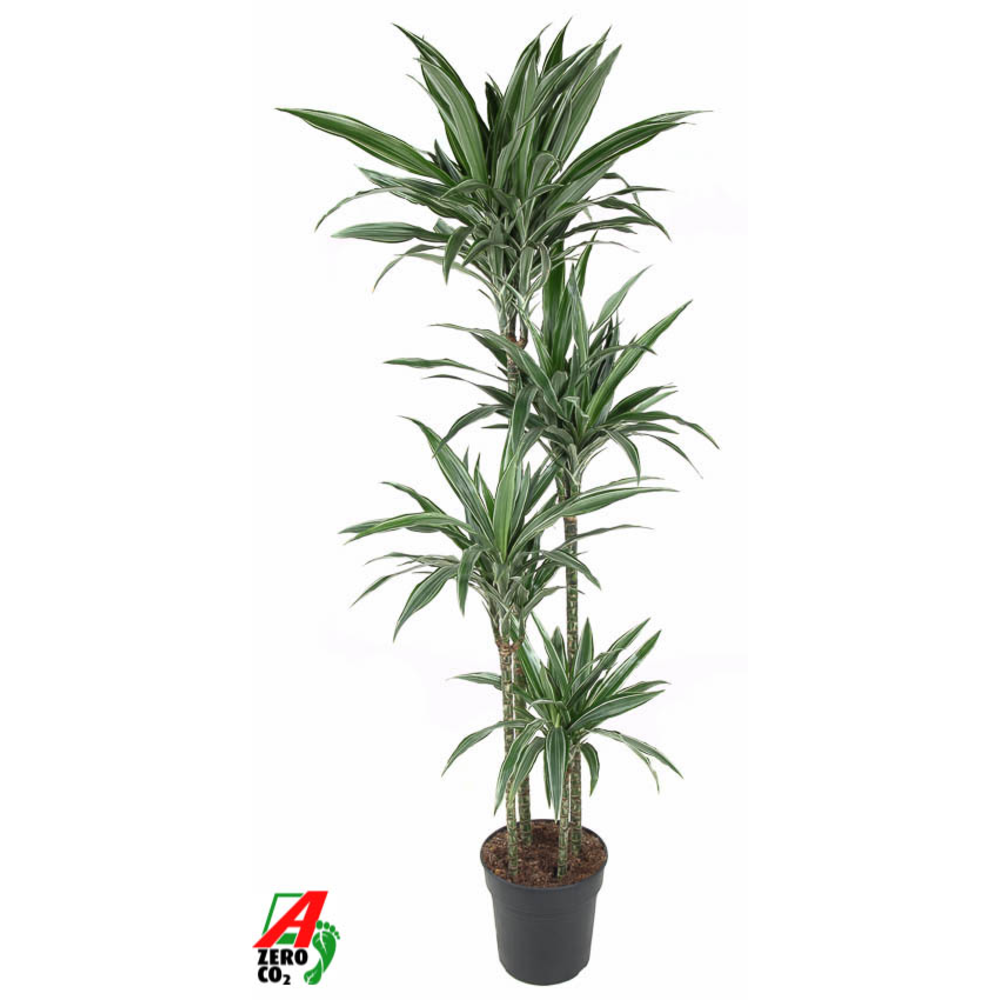Dracaena Warneckei 120-90-60-30.