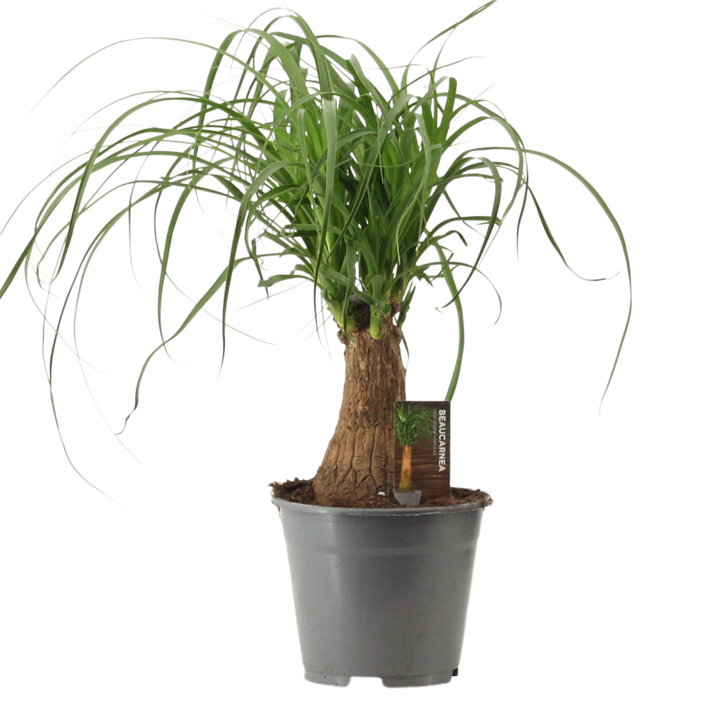 Beaucarnea recht 14 cm compacte stam.