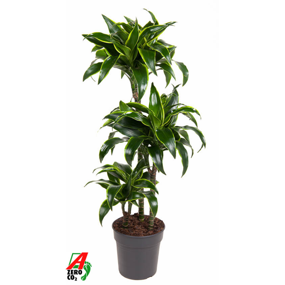 Dracaena Dorado 60-30-15.