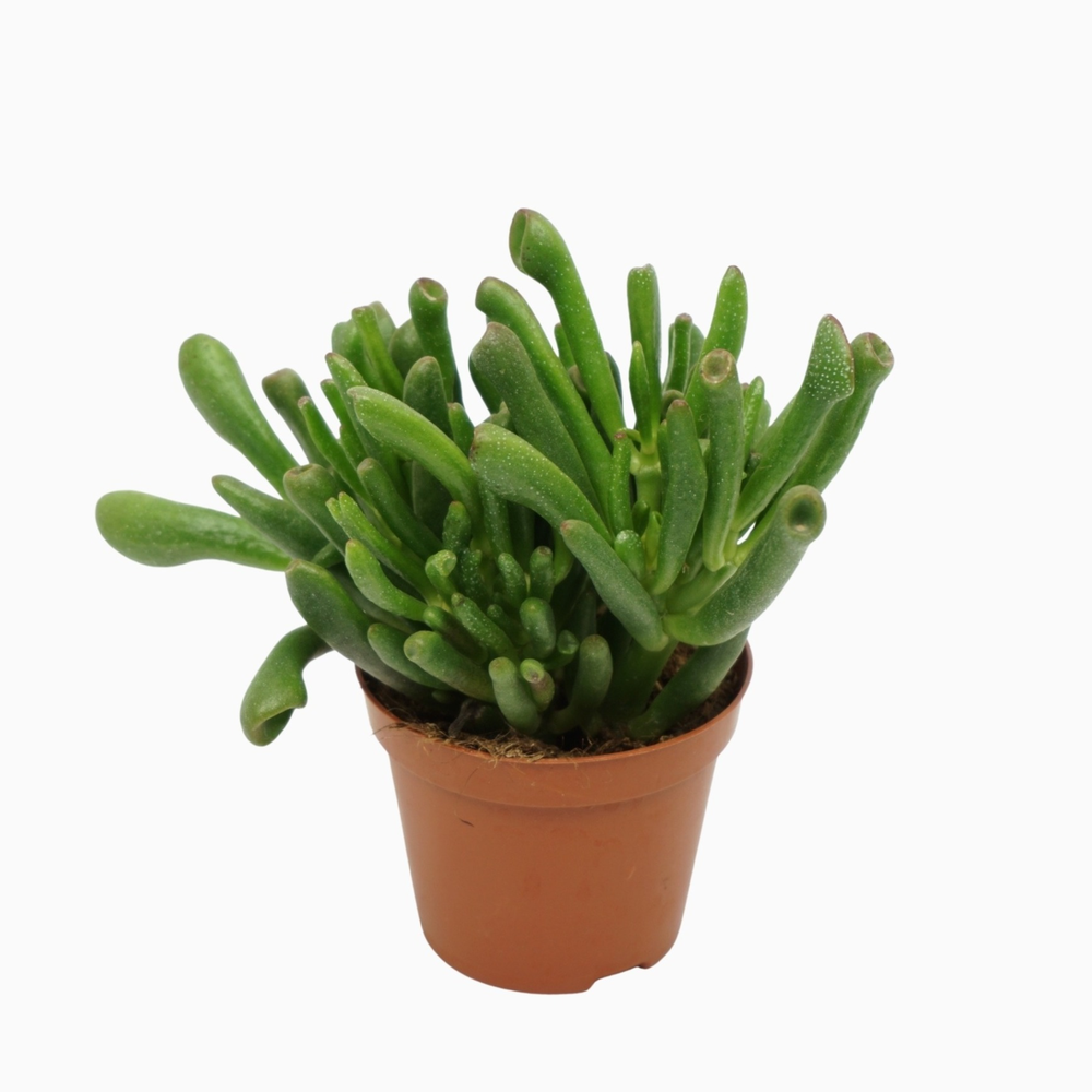 Crassula gollum 8,5 cm.