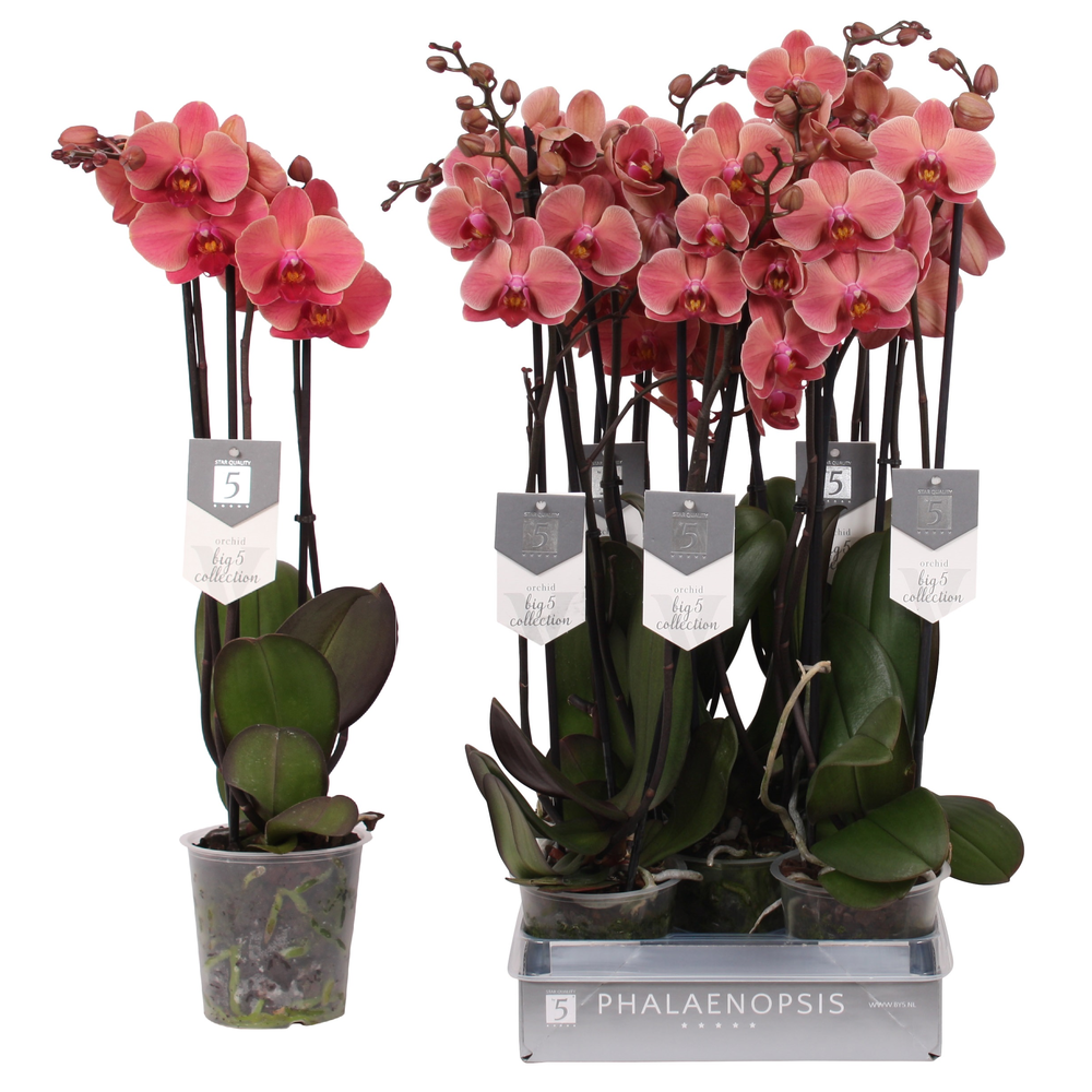 Phalaenopsis Narbonne, 3-spike 22+.