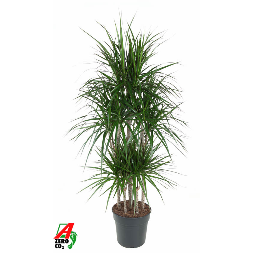 Dracaena Marginata 90-carrousel.