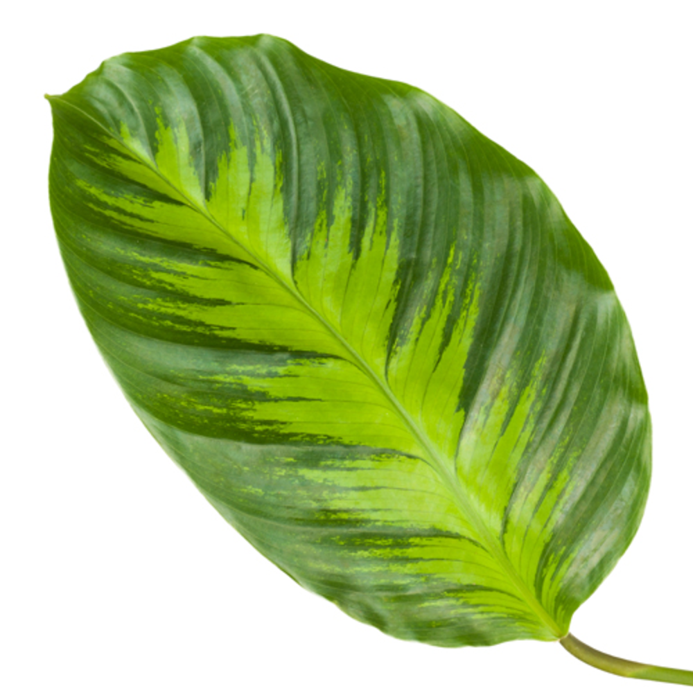 Calathea 12cm Misto.