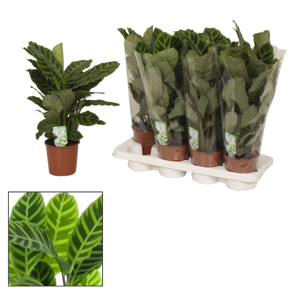 Calathea 14cm Zebrina.