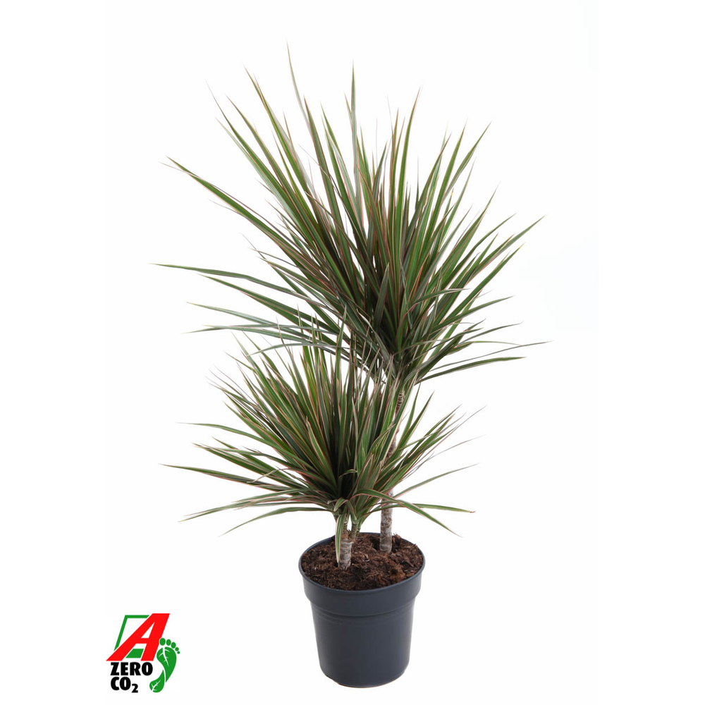 Dracaena Bicolor 30-10.