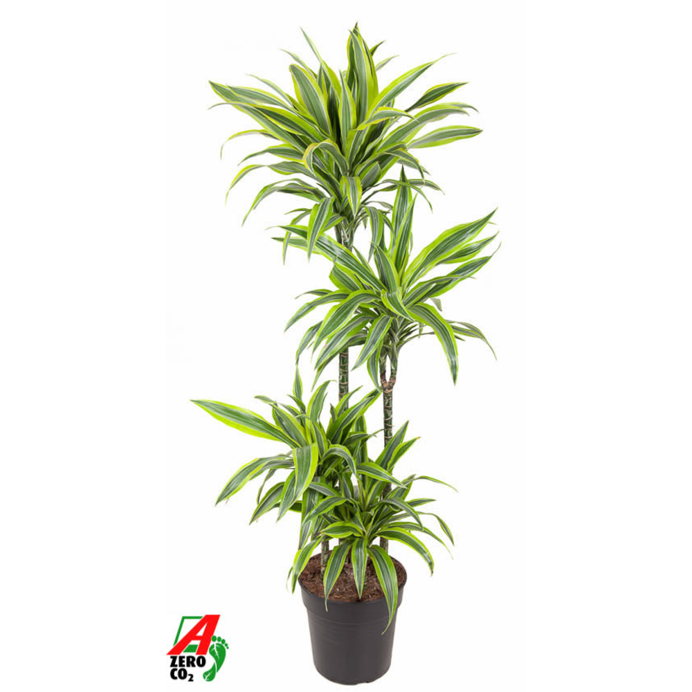 Dracaena Lemon Lime 90-60-30-15.