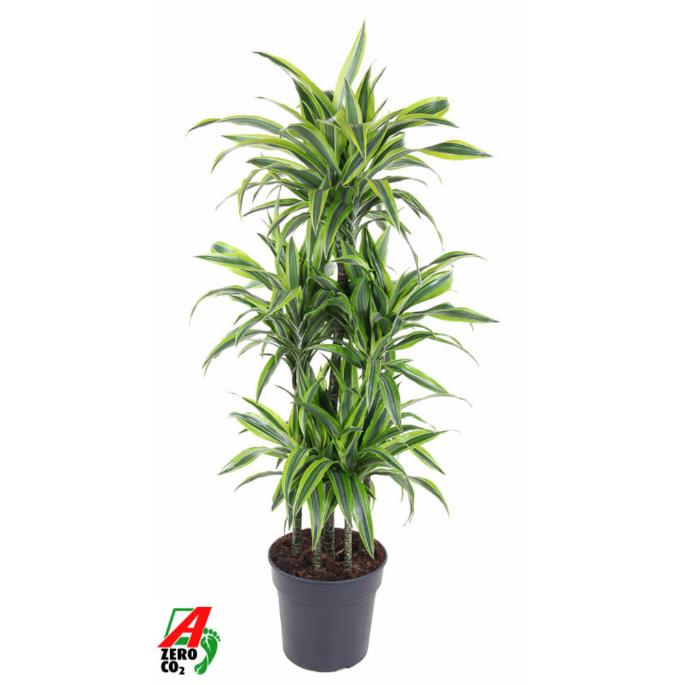 Dracaena Lemon Lime 90-carrousel.