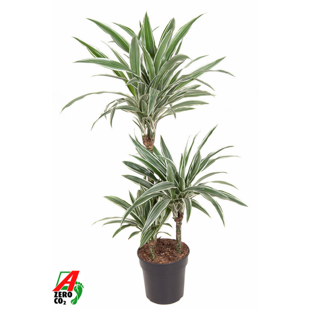 Dracaena White Stripe 60-30-15.