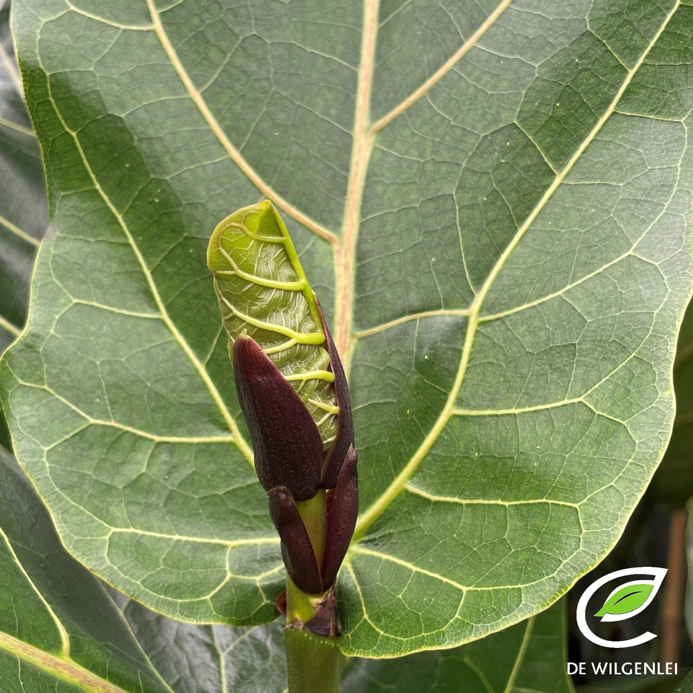 Ficus lyrata p21.