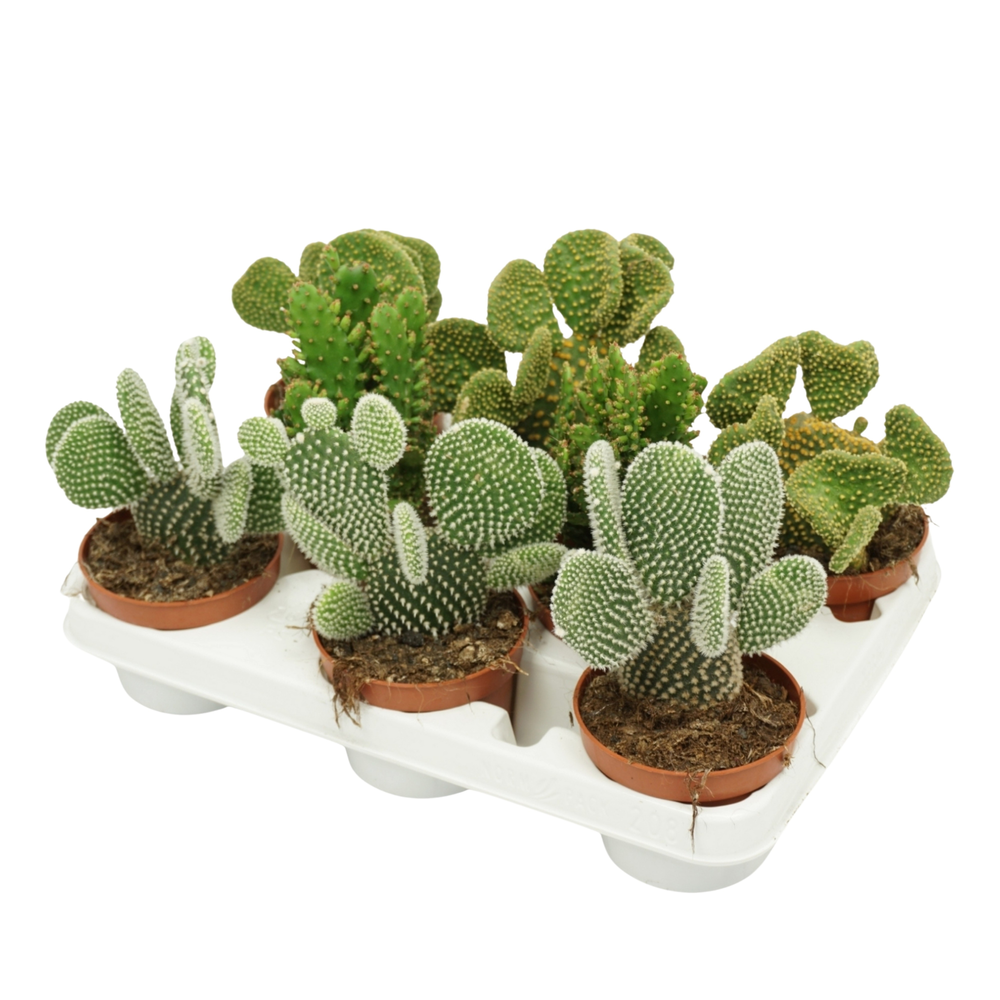 Opuntia mix 10,5 cm in 8 gaats tray.