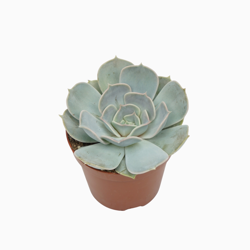 Echeveria lila china 8,5 cm.