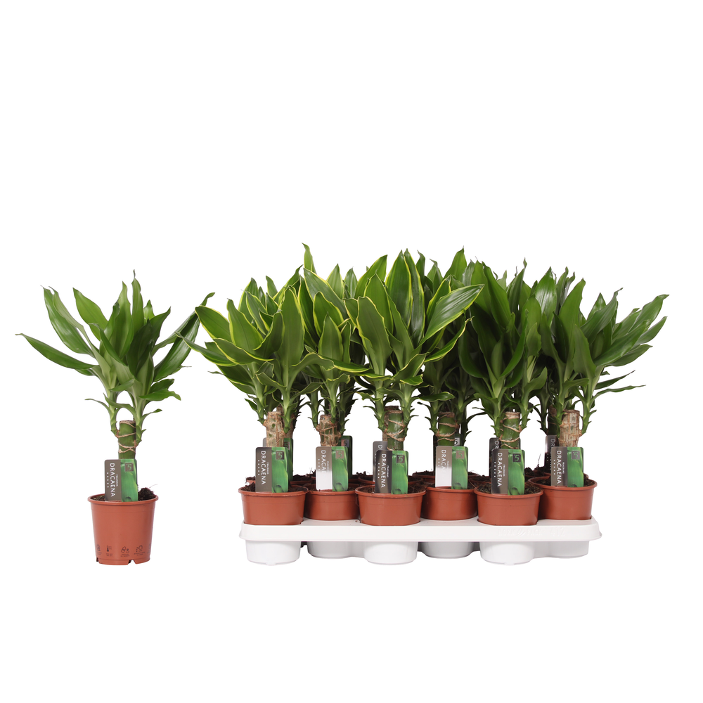 Dracaena mix Golden Coast and Steudneri Green, 11 .