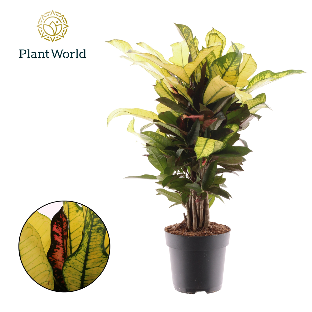 Croton Wilma vertakt.