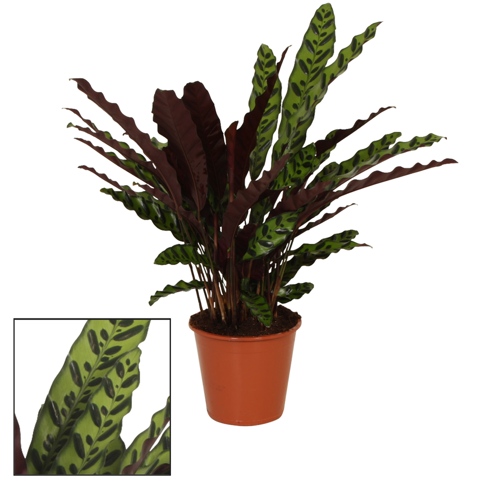 Calathea 17cm Insigne (Lancifolia).