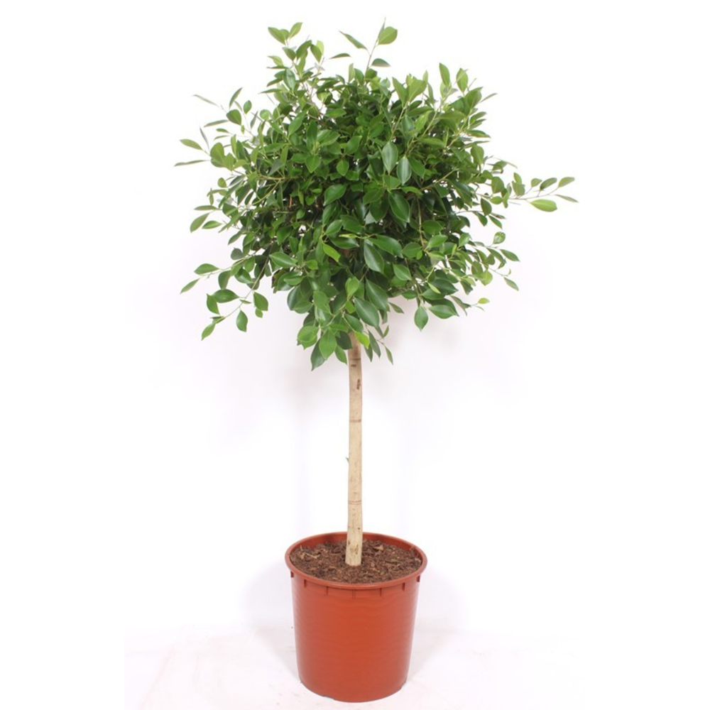Ficus Nitida.