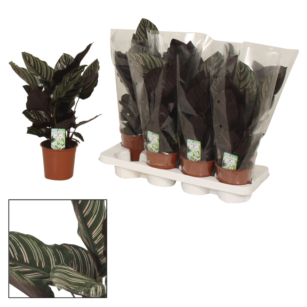 Calathea 14cm Ornata.