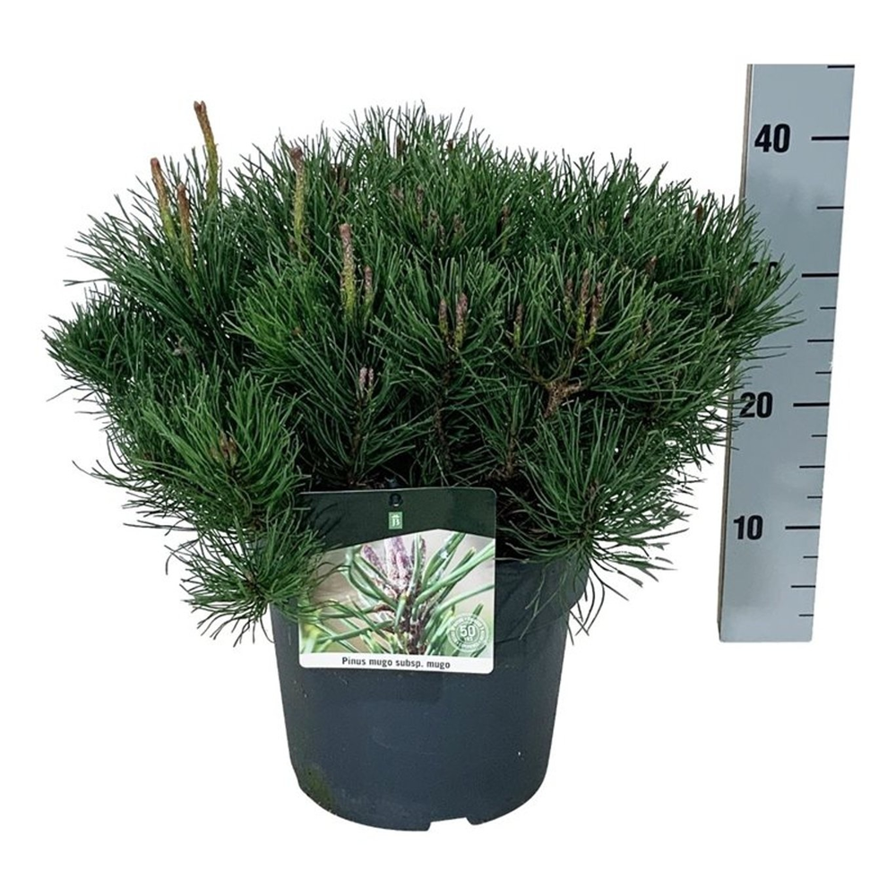 Pinus mugo mugo.