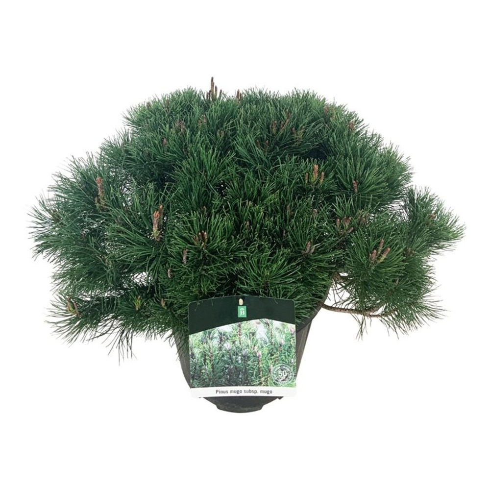 Pinus mugo mugo.