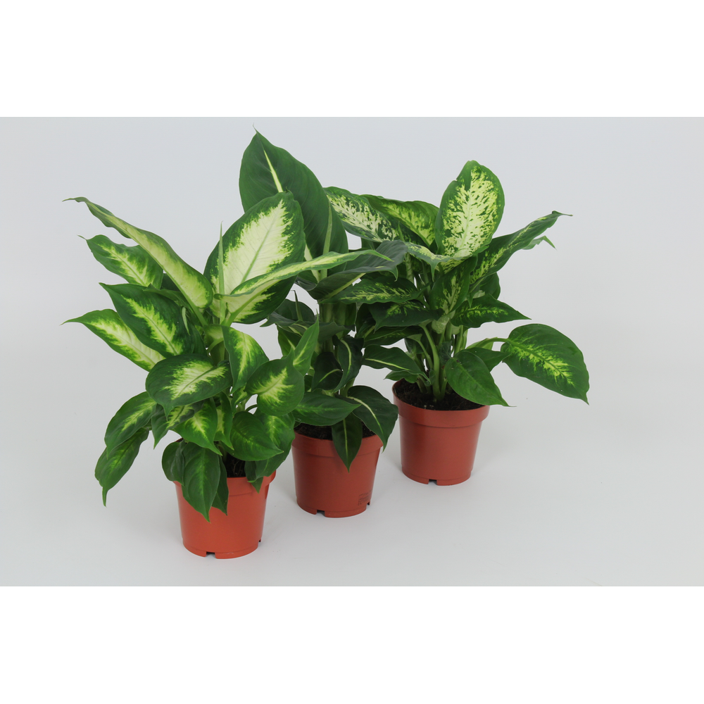 Purify Dieffenbachia Gemengd 12 cm.