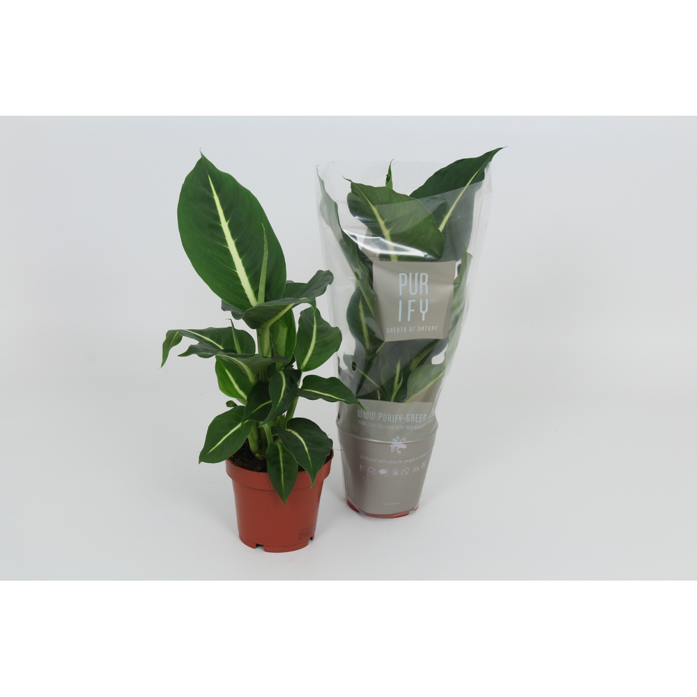 Purify Dieffenbachia Green Magic 12 cm.