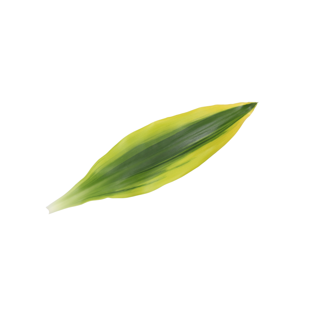 Dracaena Golden King, 11 cm pot.