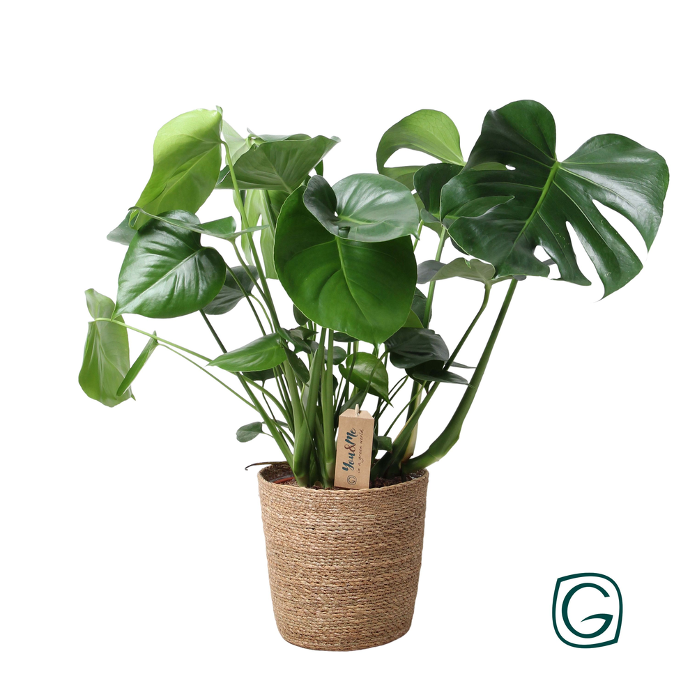 Monstera in natural basket.