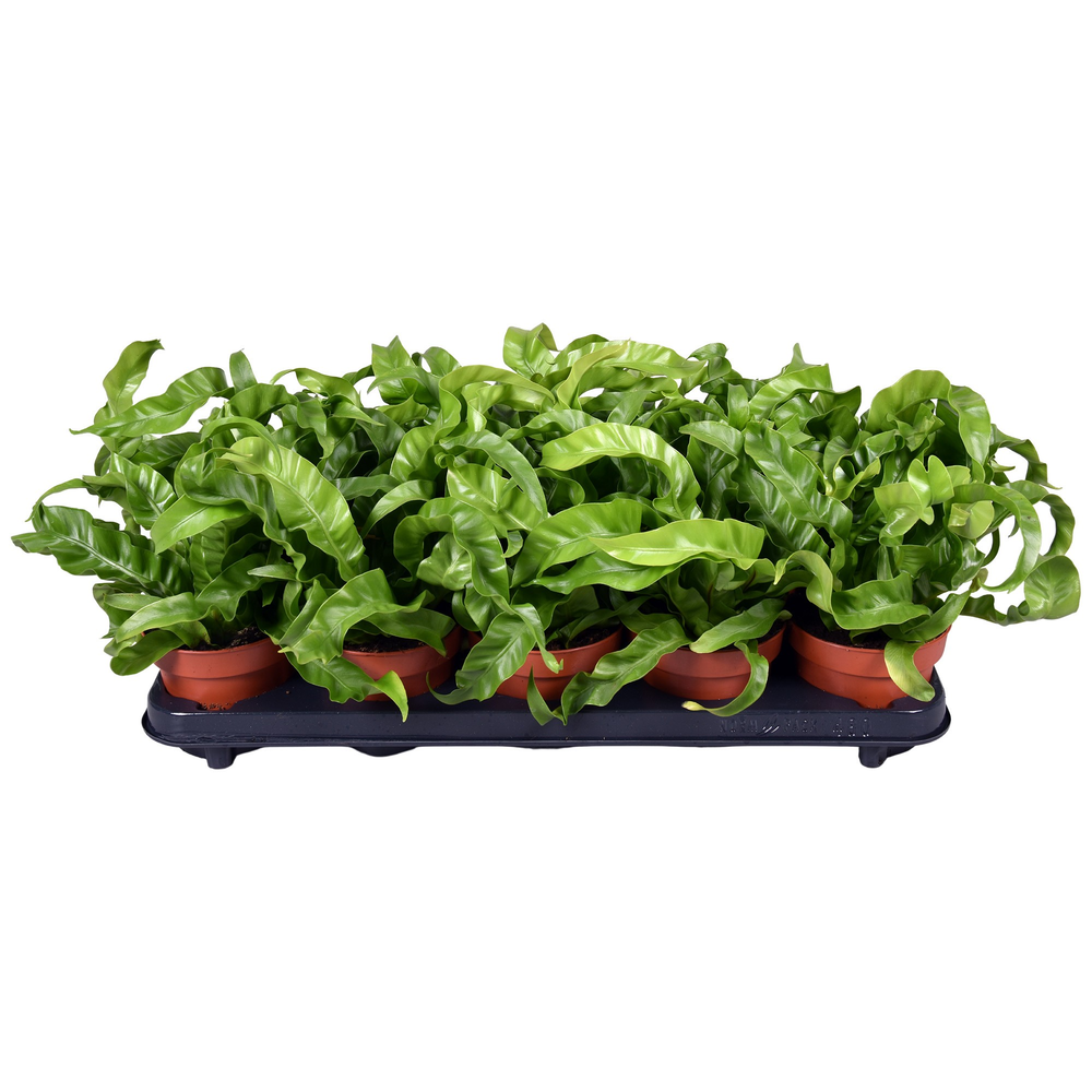 Asplenium Hurricane.