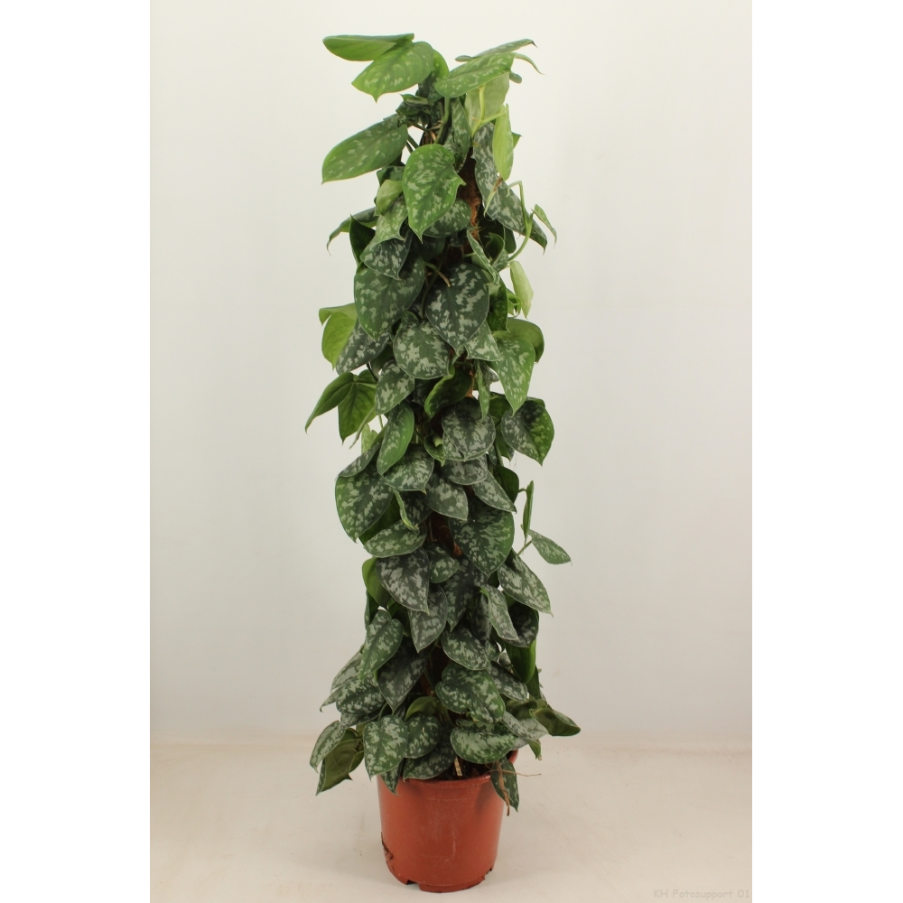 scindapsus trebie 120 cm mosstok.