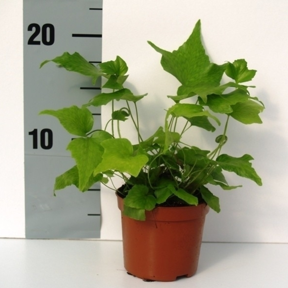 Cyrtomium Falcatum (Winterhard).