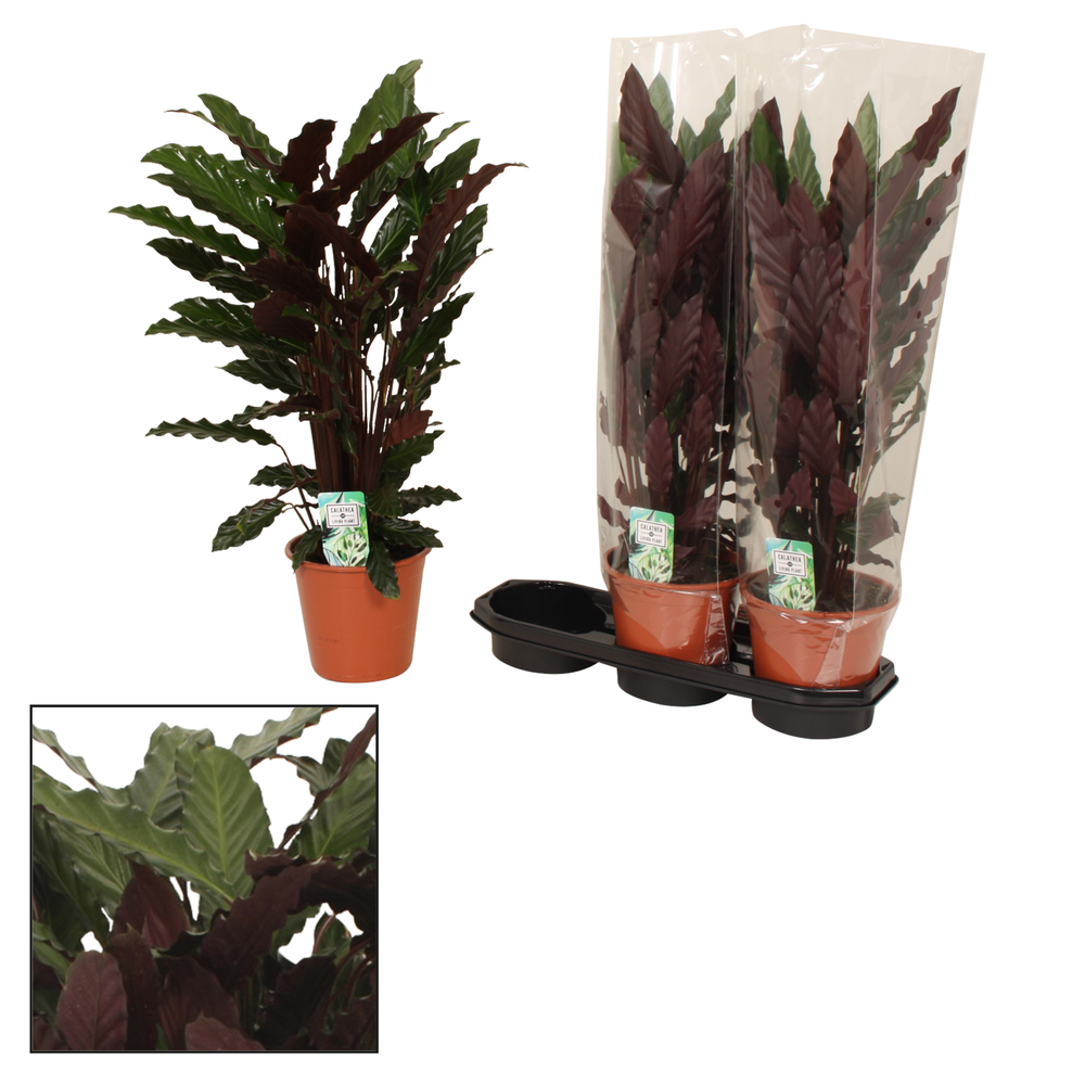 Calathea 19cm Wavestar (Rufibarba).