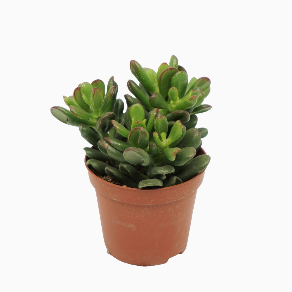 Crassula gandalf 8,5 cm.