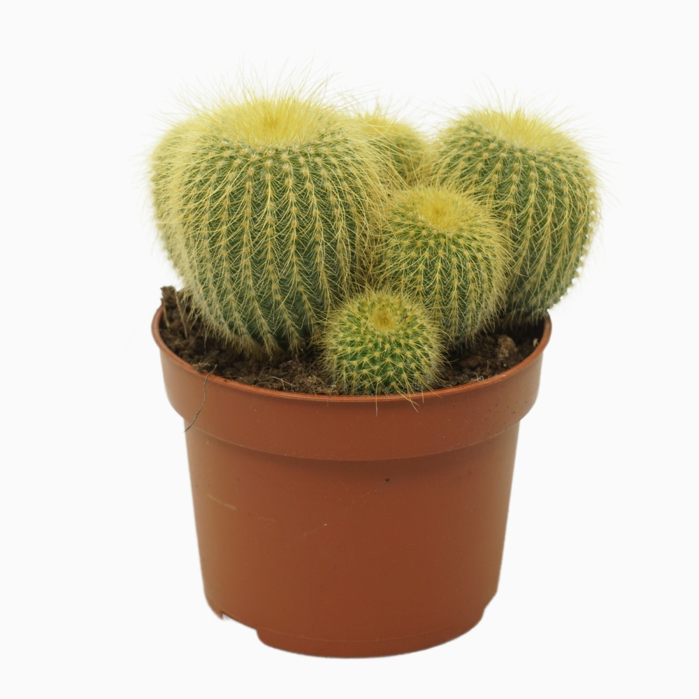 Eriocactus leninghausii 10,5 cm.