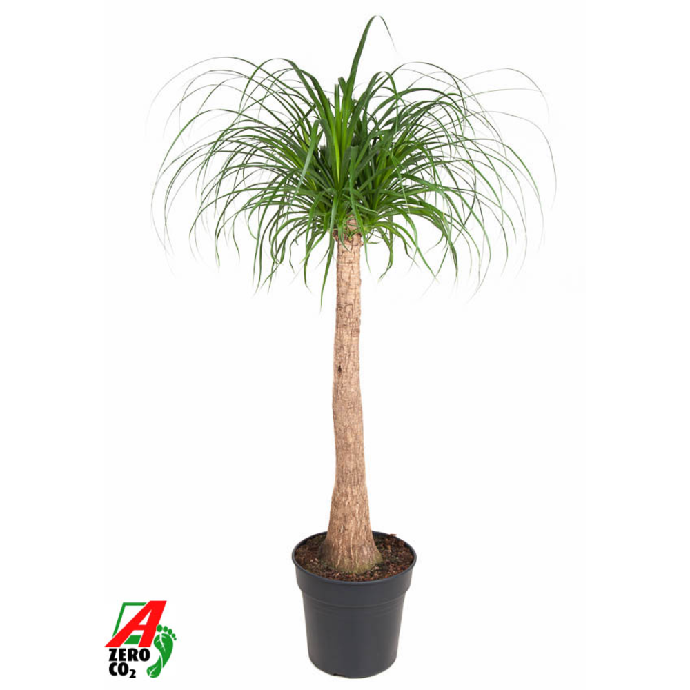 Beaucarnea stam P30 - 3ft.