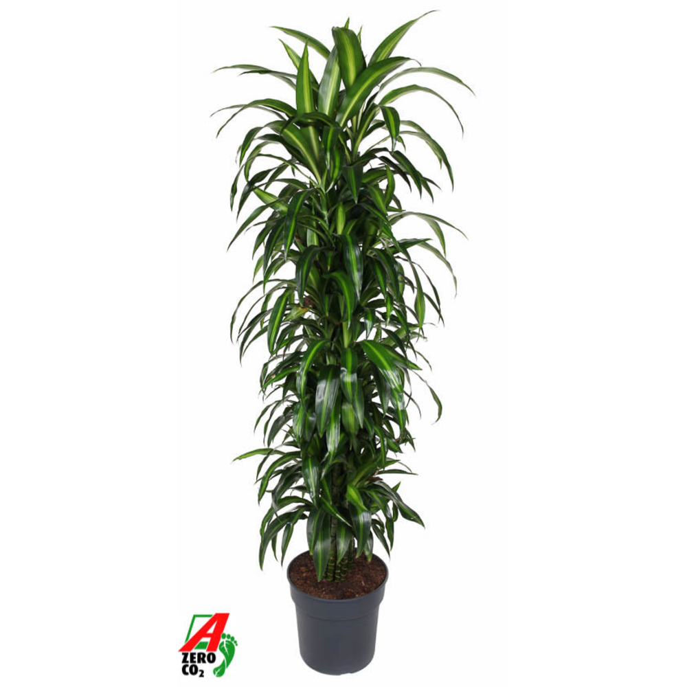 Dracaena Hawaiiana vertakt P34.