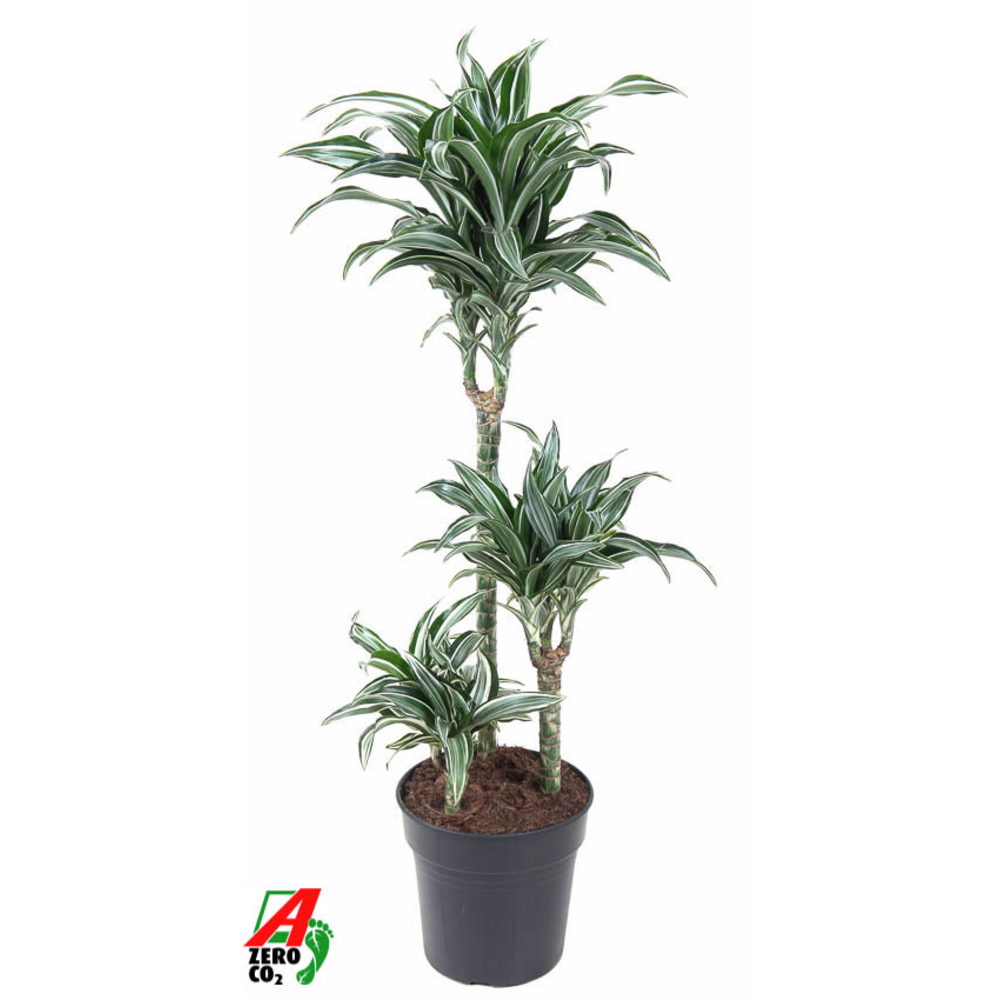 Dracaena Jade Jewel 60-30-15.