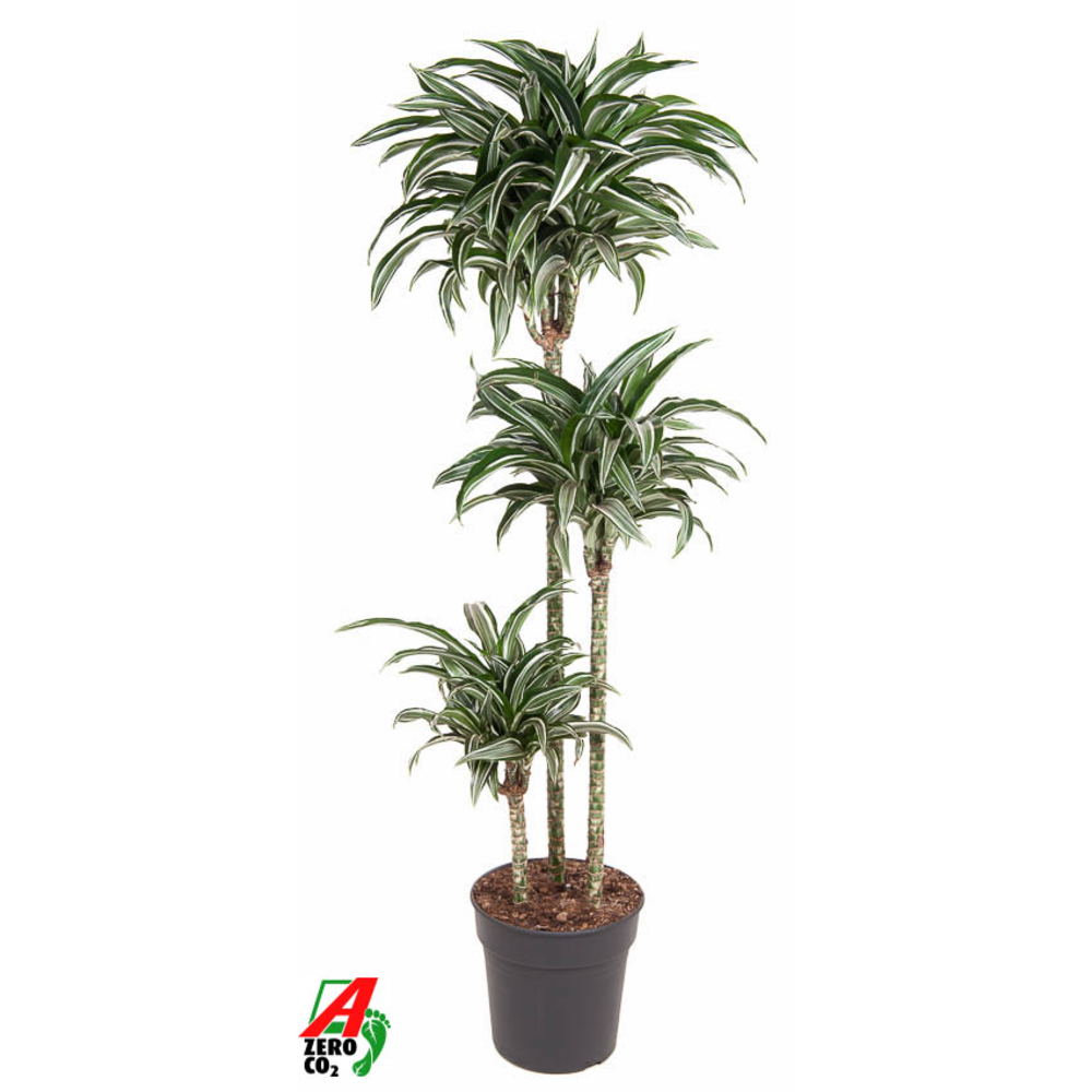 Dracaena Jade Jewel 90-60-30.