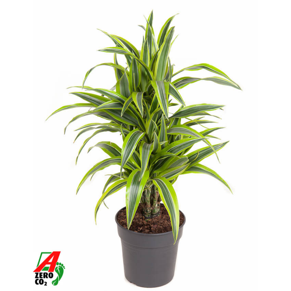 Dracaena Lemon Lime vertakt P21.