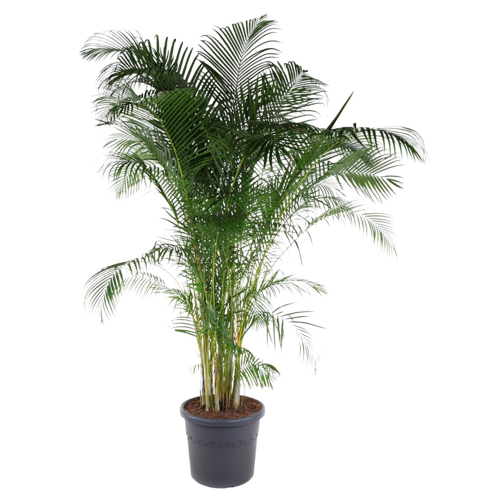 Dypsis Lutescens(Areca) P58.