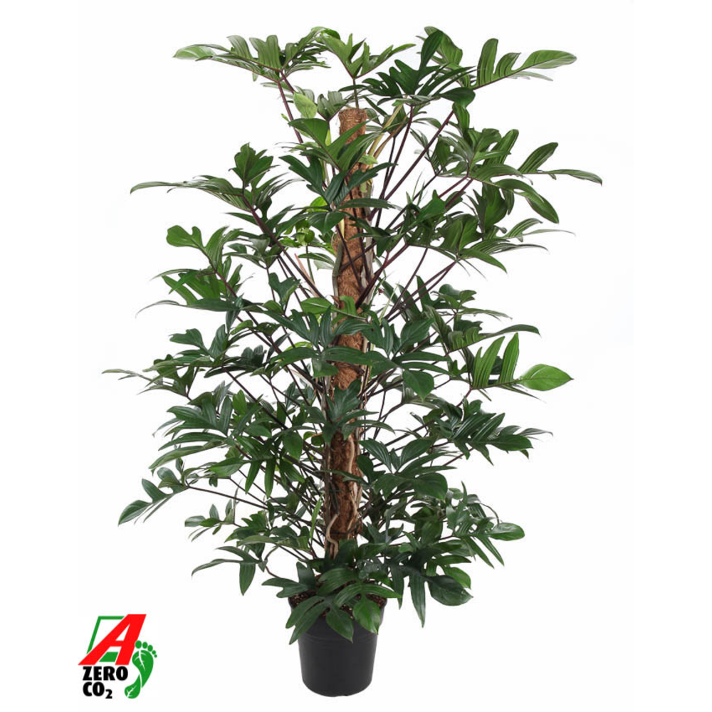 Philodendron Pedatum mosstok P27 (NO GAP).