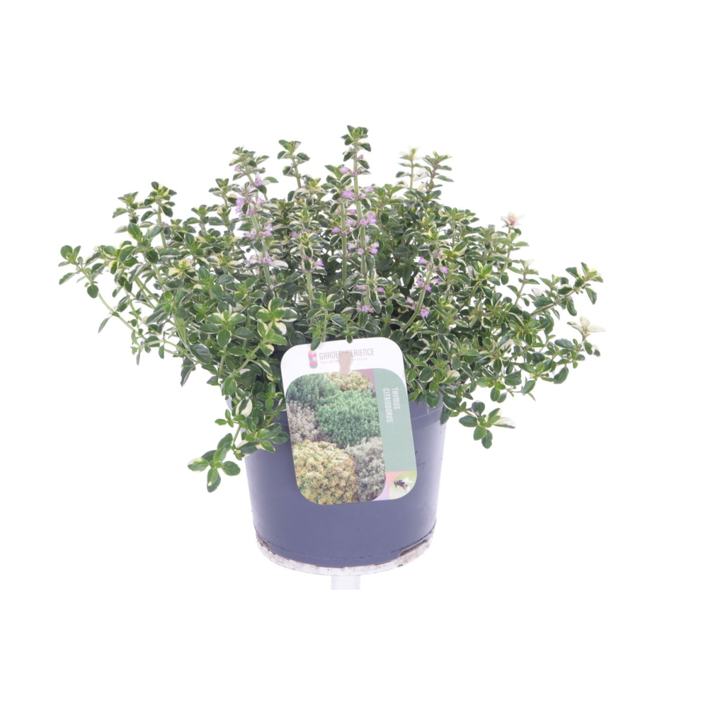 Thymus pulegoides Foxley.