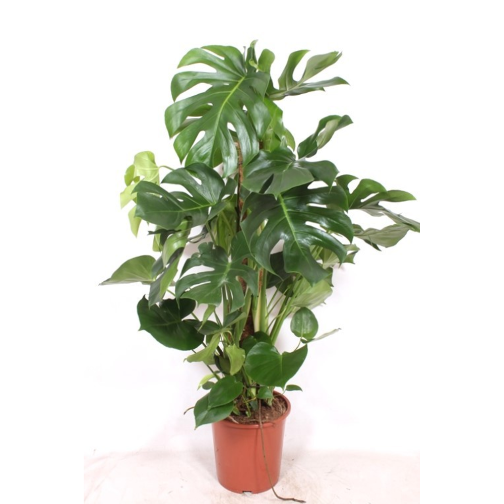 Monstera deliciosa.