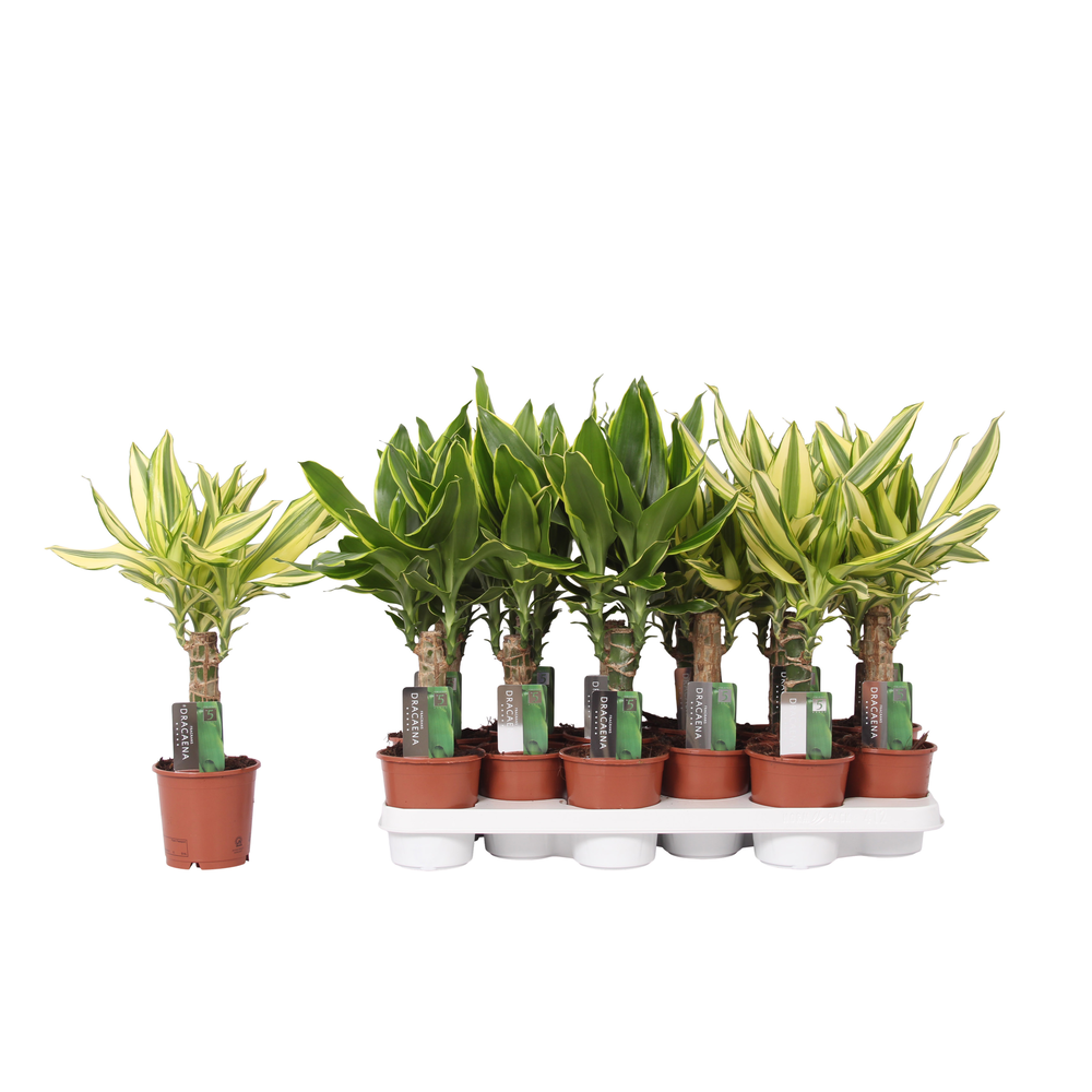 Dracaena mix Golden Coast and Yellow Coast, 11 cm .