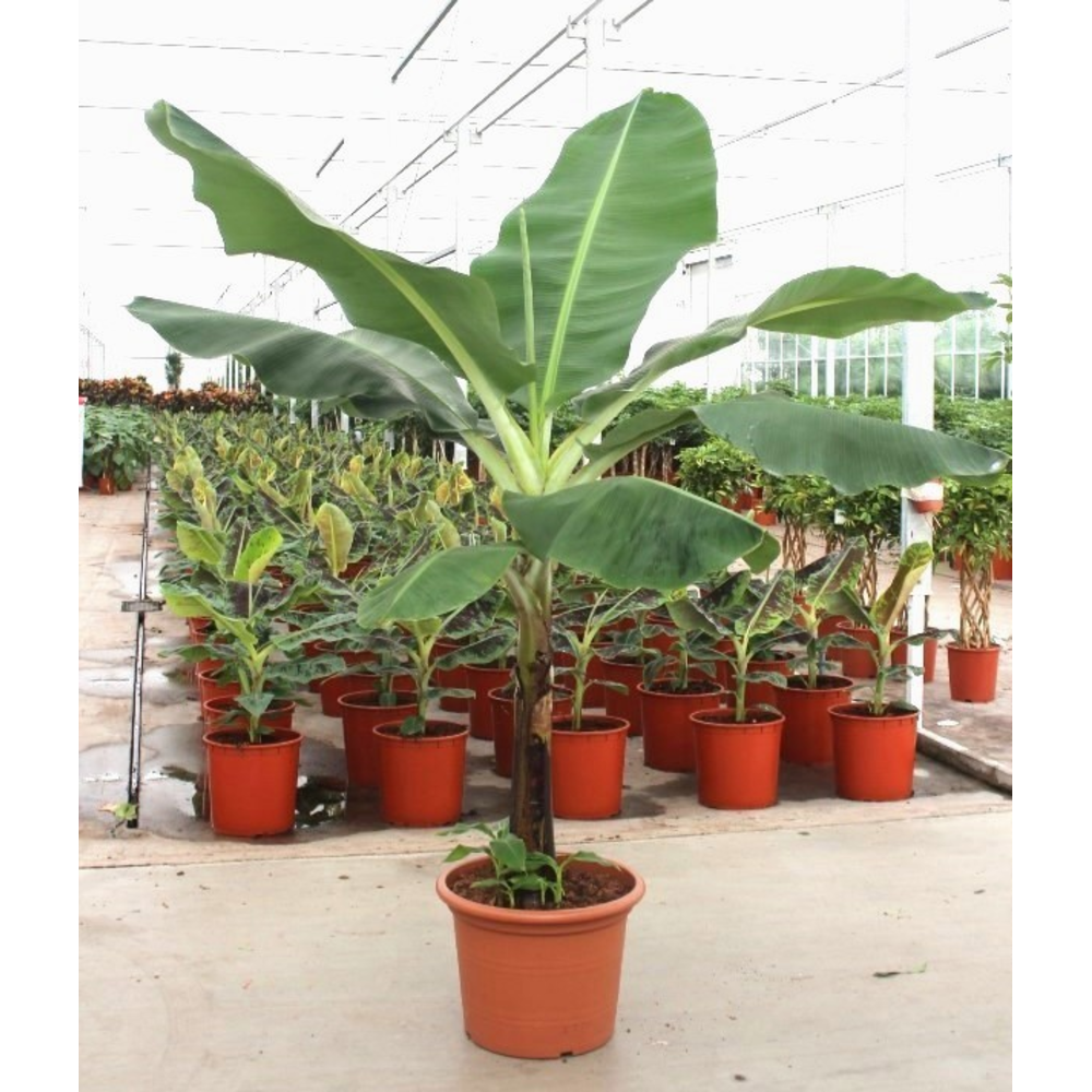 Musa 'Dwarf Cavendish'.