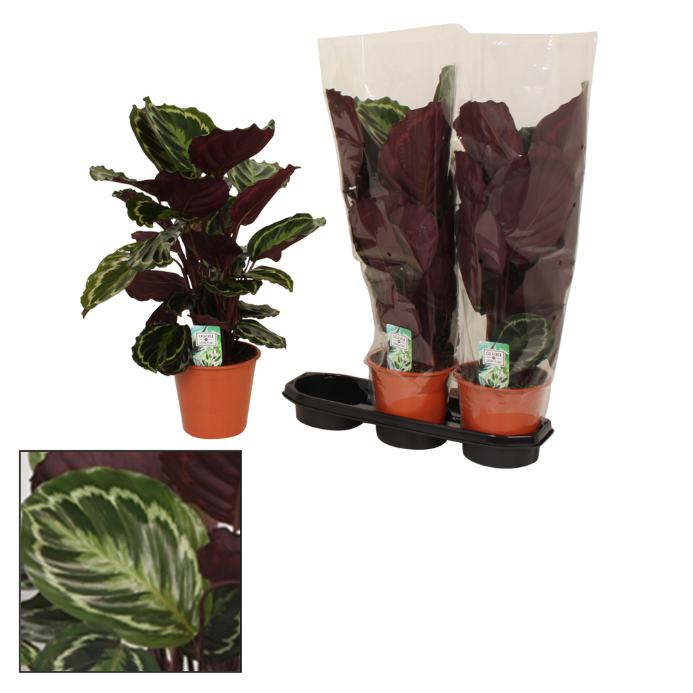 Calathea 19cm Medaillon.