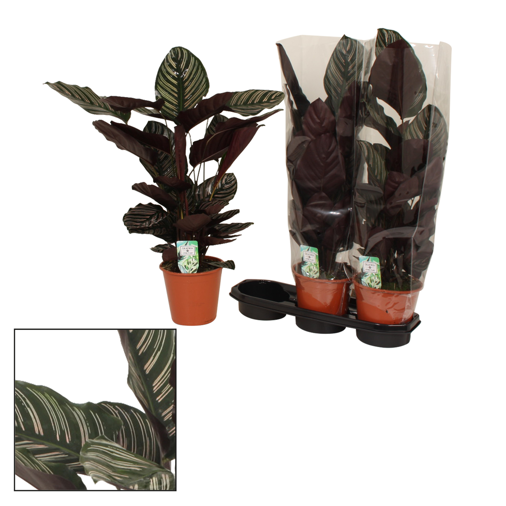 Calathea 19cm Ornata.