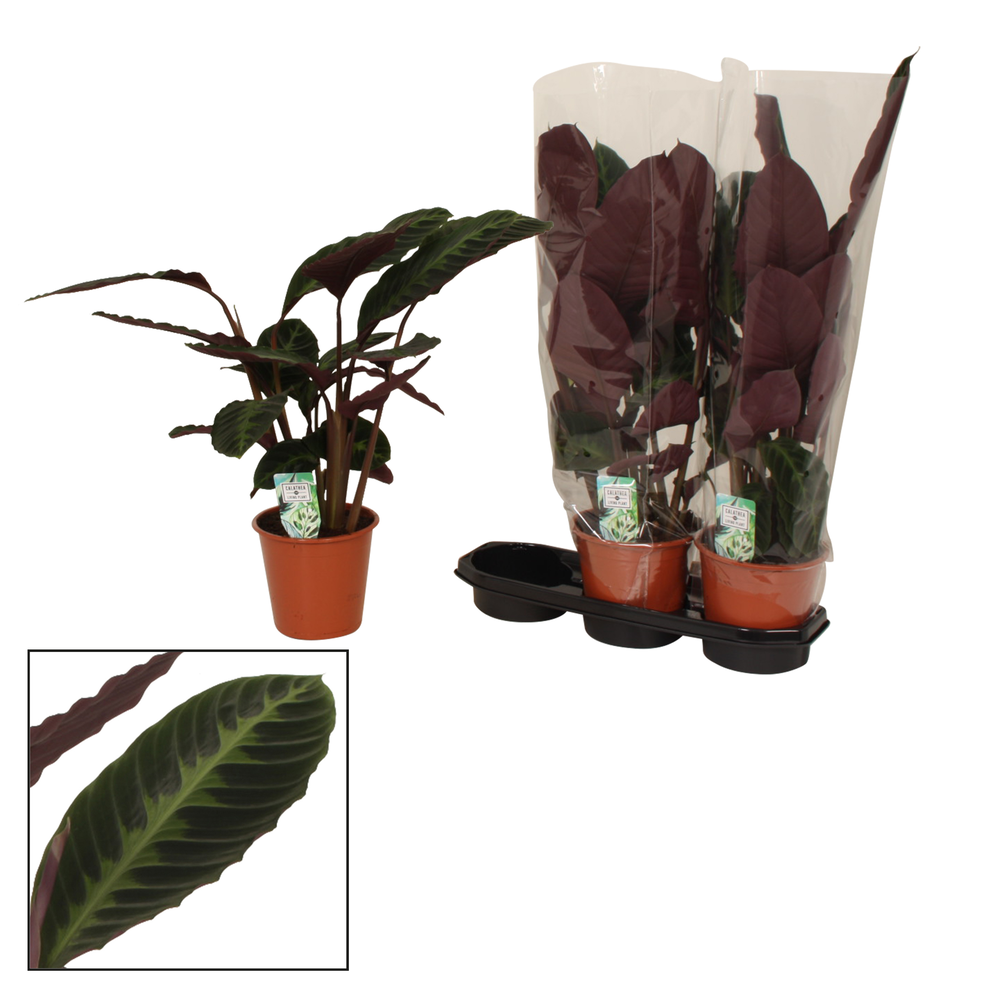Calathea 19cm Warcewiczii.