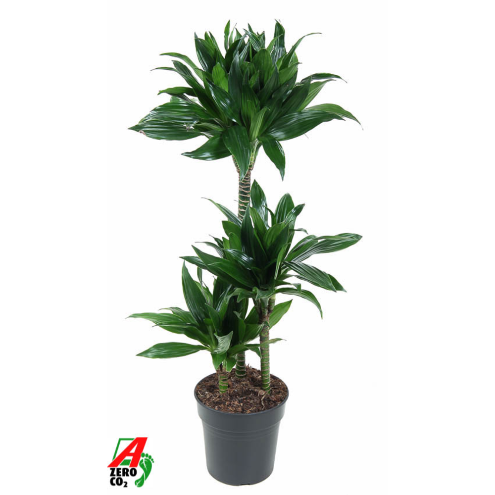 Dracaena Green Jewel 60-30-15.