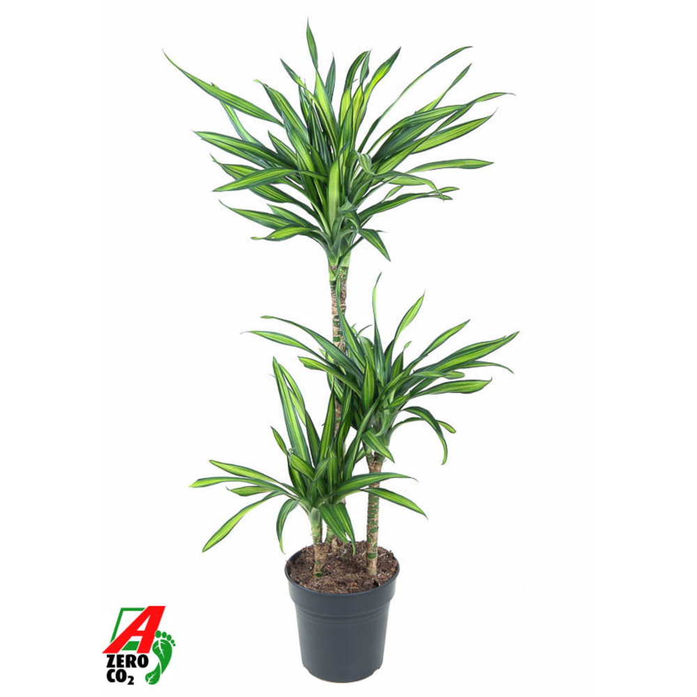 Dracaena Riki 60-30-15.