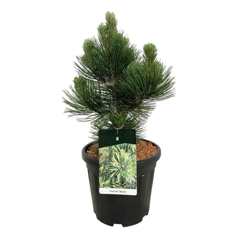 Pinus held. 'Malinki'.
