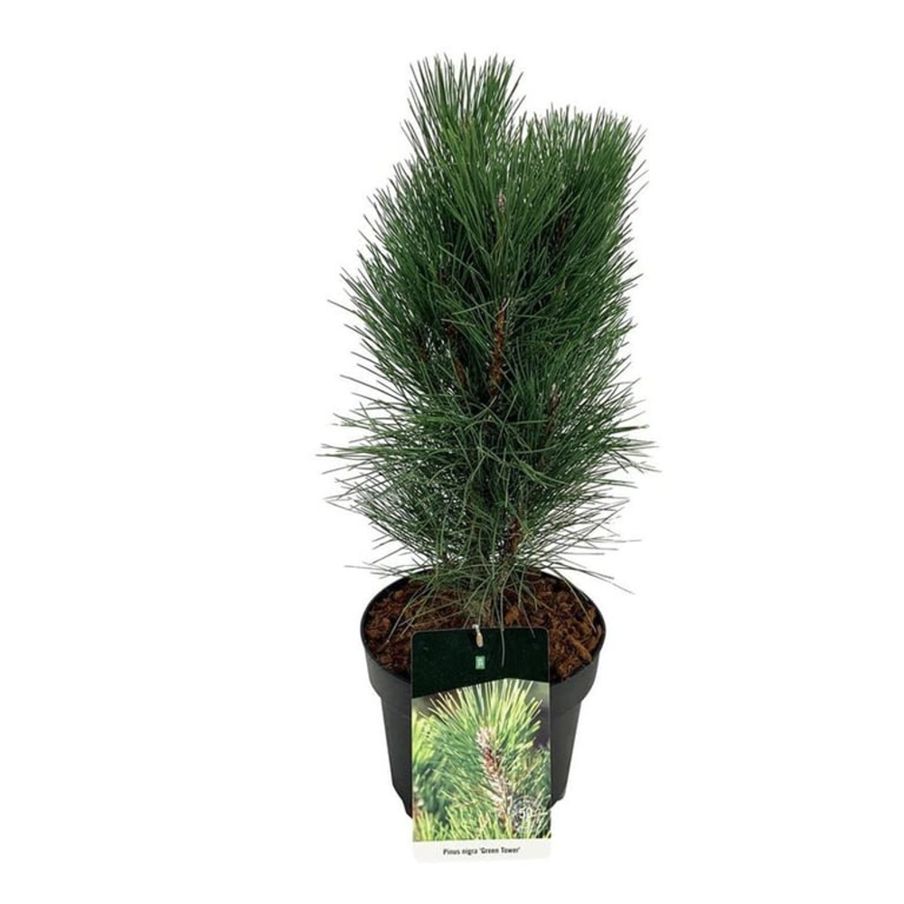 Pinus nigra 'Green Tower'.